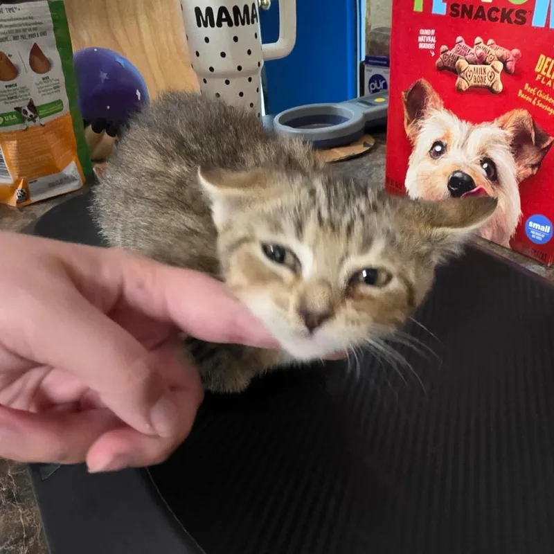 J.J. Kat thumbnail 2