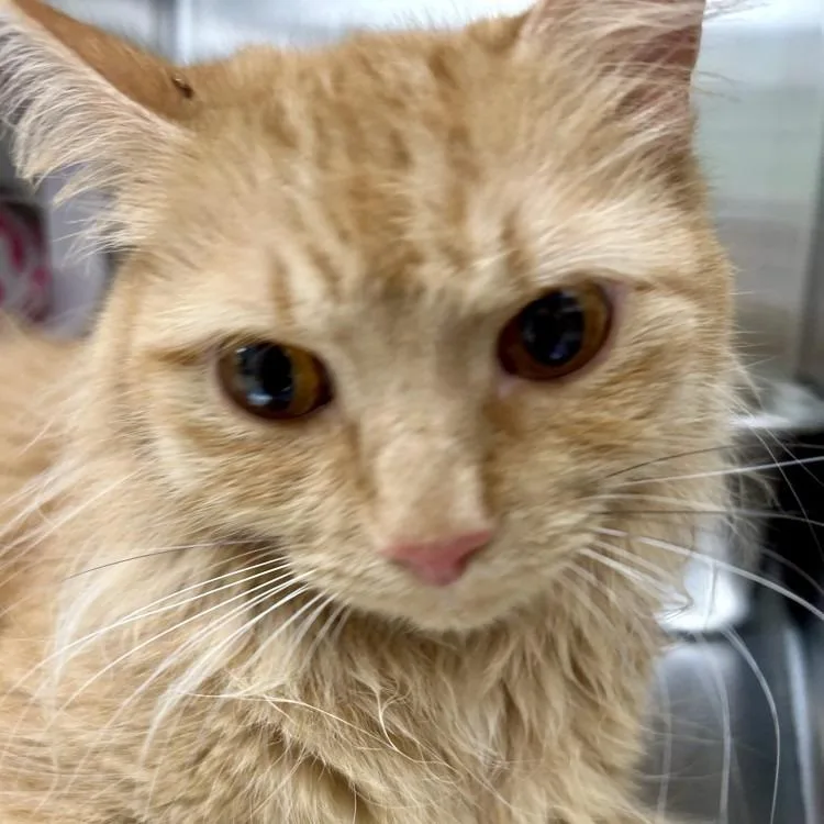 A young medium-sized female Orange / Red Domestic Long Hair cat named Aslan for adoption in East Smithfield , PA