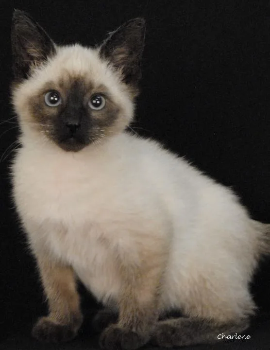 A baby medium-sized male Domestic Short Hair cat named Americano for adoption in Newland, NC