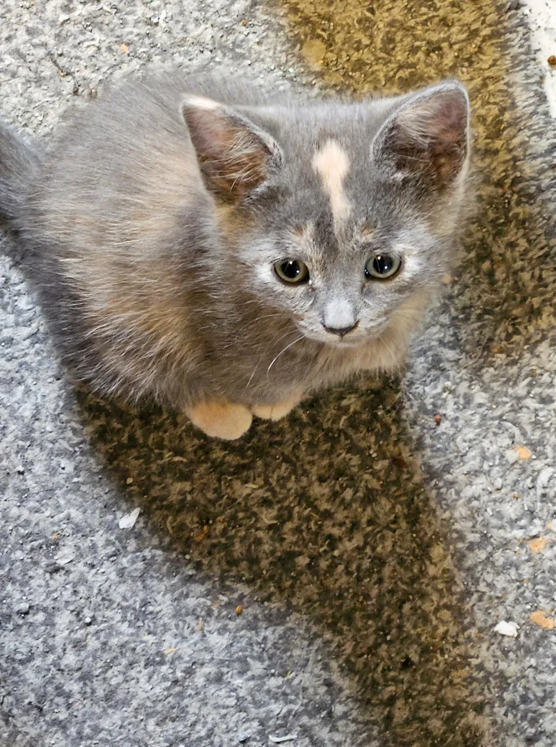 A baby medium-sized female Dilute Calico cat named Kira for adoption in Magnolia Springs, AL