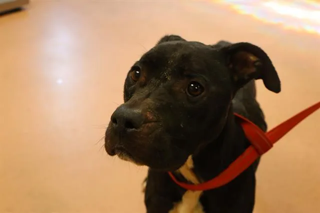 An adult medium-sized female Mixed Breed dog named Tugboat for adoption in Columbia, SC