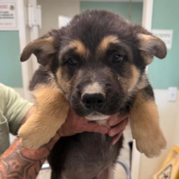 A baby small-sized male Shepherd dog named Chandler for adoption in Los Angeles, CA
