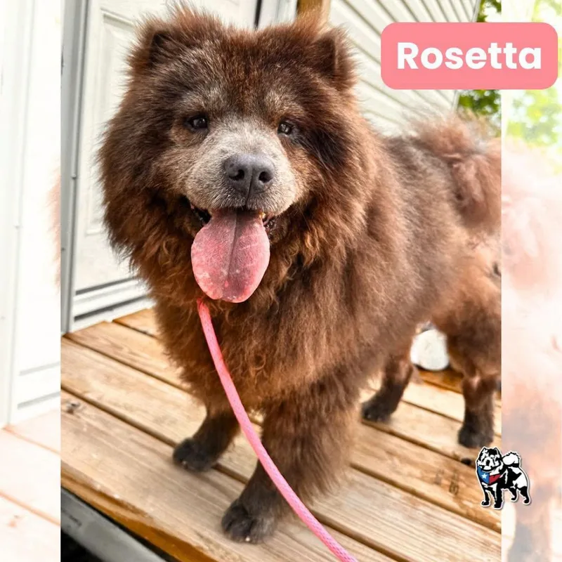 An adult medium-sized female Chow Chow dog named Rosetta fka Osita for adoption in Houston, TX