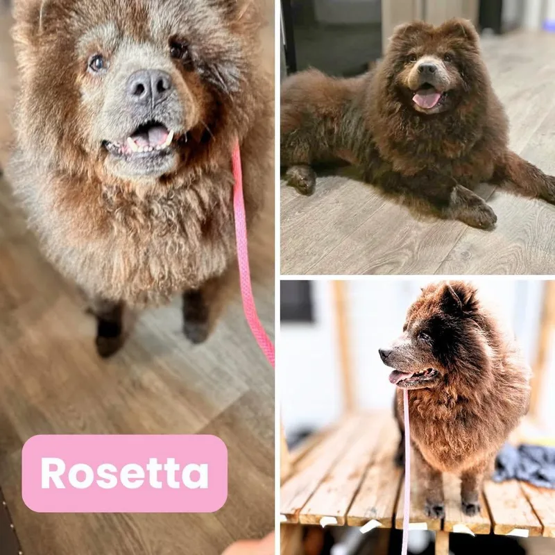 Rosetta fka Osita thumbnail 2