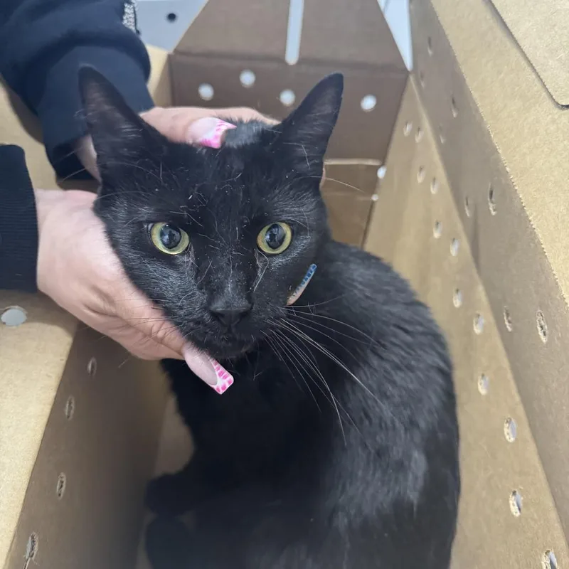 An adult small-sized male Black Domestic Short Hair cat named Hunter for adoption in Newark, NJ