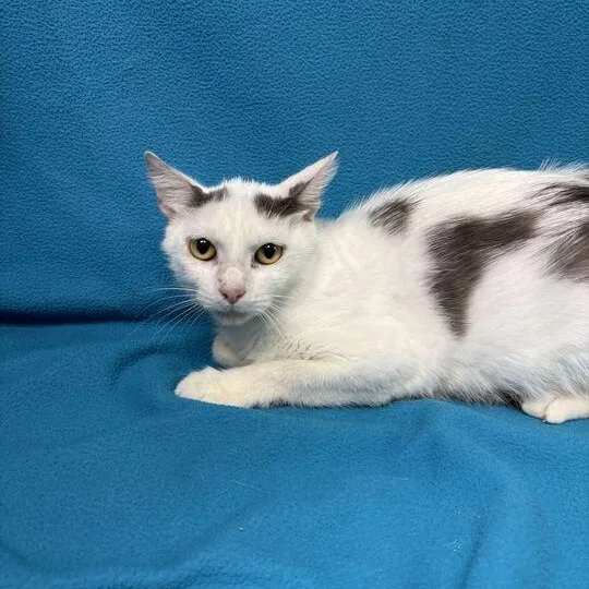 A young medium-sized female White Domestic Short Hair cat named Watermelon for adoption in Valdosta, GA
