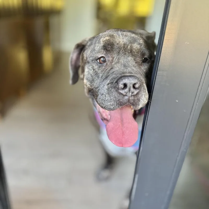 Olive Garden thumbnail 3