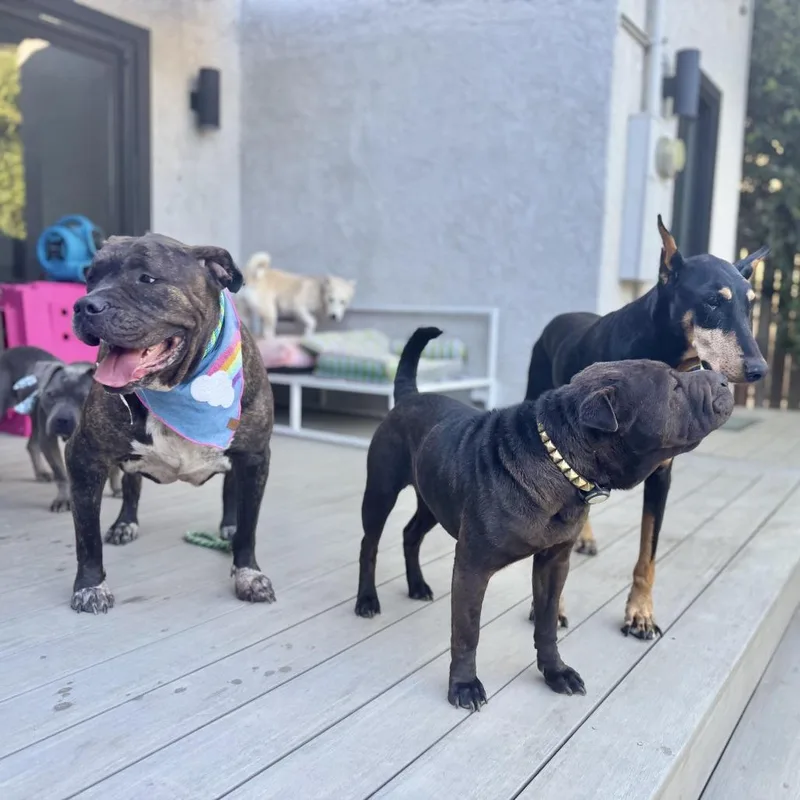 Olive Garden thumbnail 4