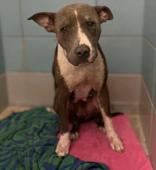 A young large-sized female Staffordshire Bull Terrier dog named Kiley for adoption in Houston, TX