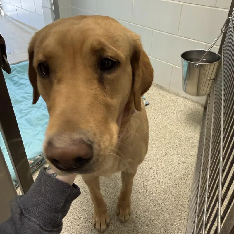 An adult large-sized female Yellow / Tan / Blond / Fawn Labrador Retriever dog named Roxi for adoption in Gloucester, VA