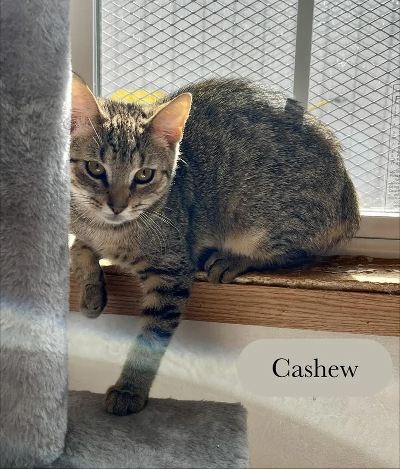A baby small-sized male Brown / Chocolate Domestic Short Hair cat named Cashew for adoption in Chalfont, PA