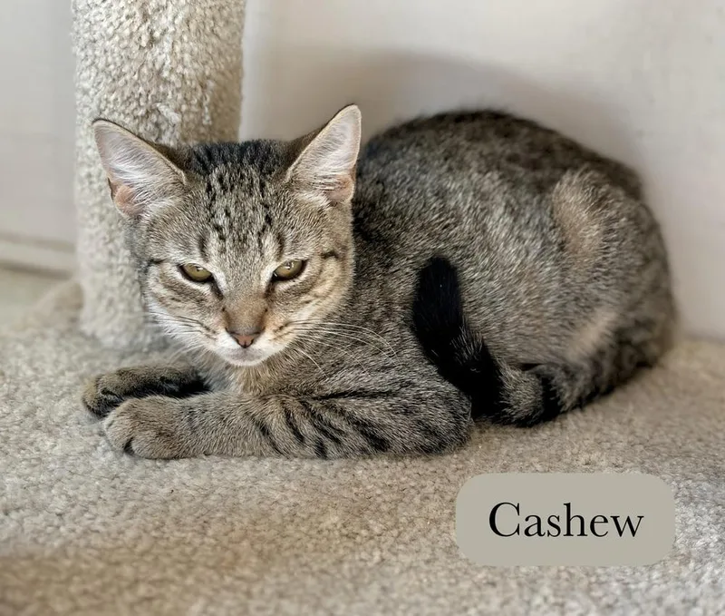 Cashew thumbnail 2