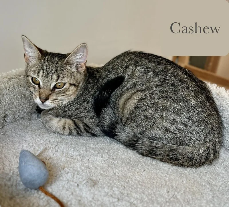 Cashew thumbnail 3