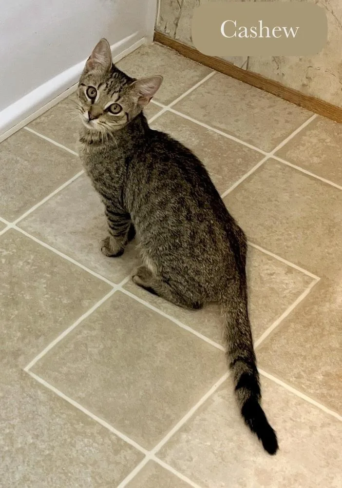 Cashew thumbnail 5