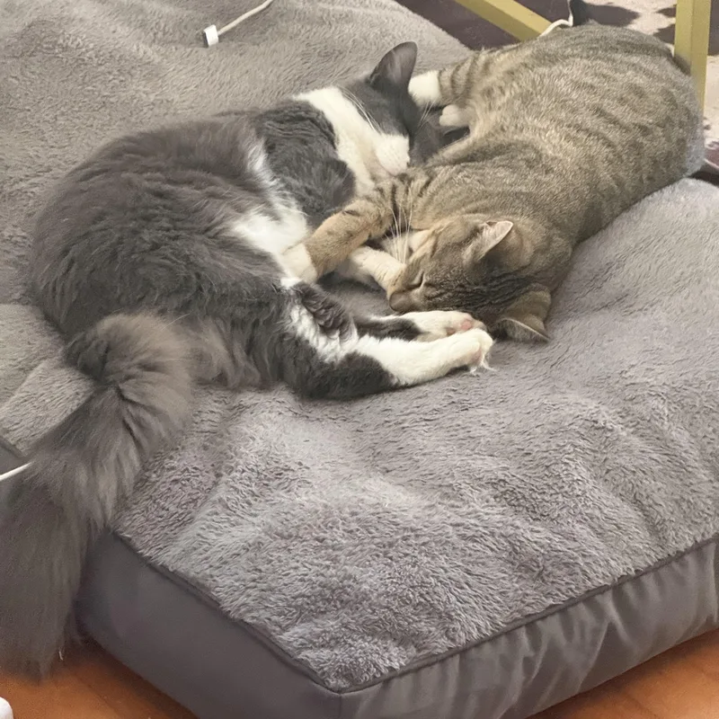 A young medium-sized male Domestic Short Hair cat named Stache & Grumbelina for adoption in Tampa, FL