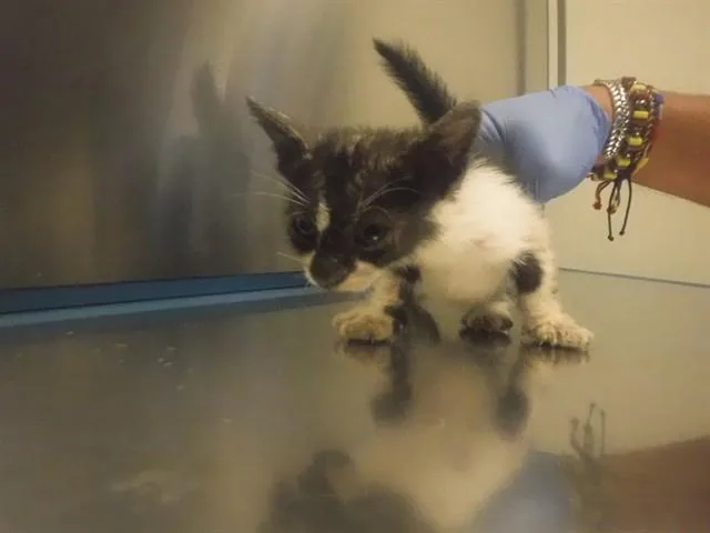 A baby small-sized male Domestic Short Hair cat named Yardy for adoption in Miami, FL
