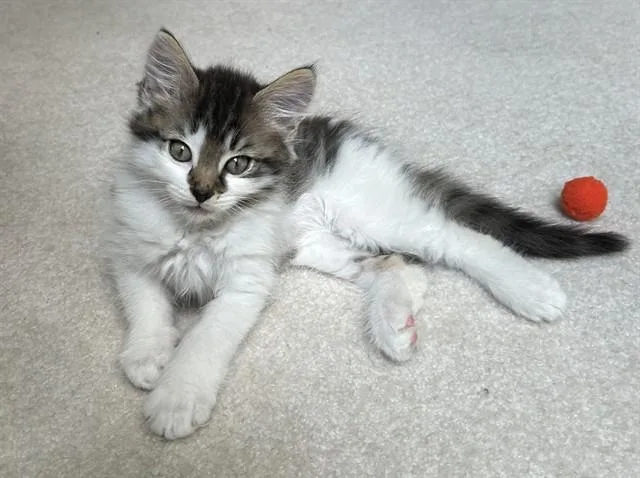 A baby small-sized male Domestic Long Hair cat named Mango for adoption in Statesville, NC
