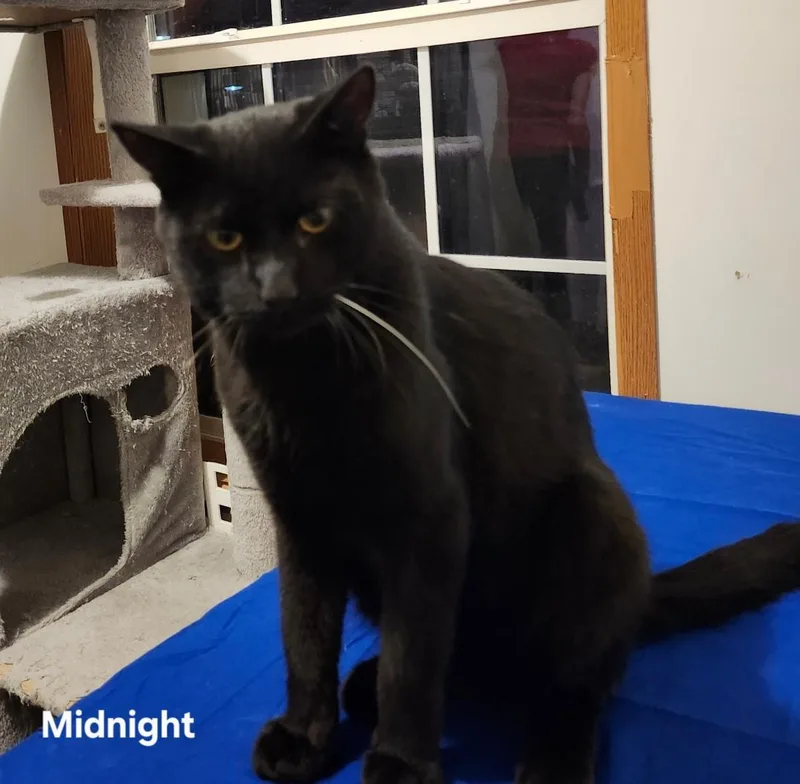 An adult medium-sized male Black Domestic Short Hair cat named Midnight Newm. for adoption in Stowe, PA