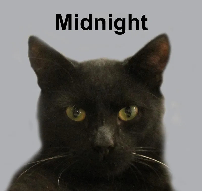 Midnight Newm. thumbnail 2