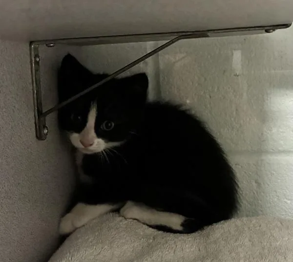 A baby small-sized male Domestic Short Hair cat named Sugar for adoption in Salt Lake City, UT