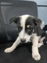 A young medium-sized female Cardigan Welsh Corgi dog named Kara for adoption in Sullivan, IN
