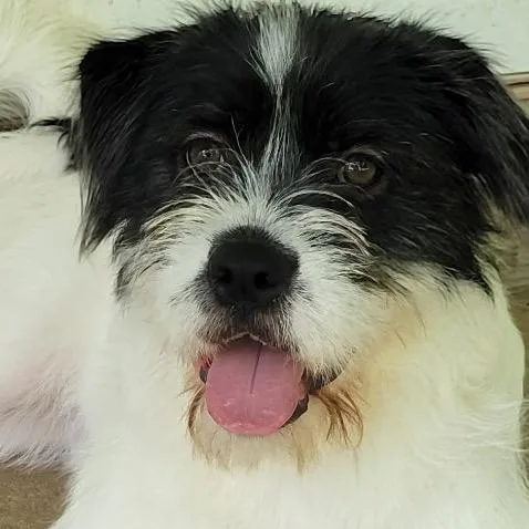 Pippa thumbnail 2