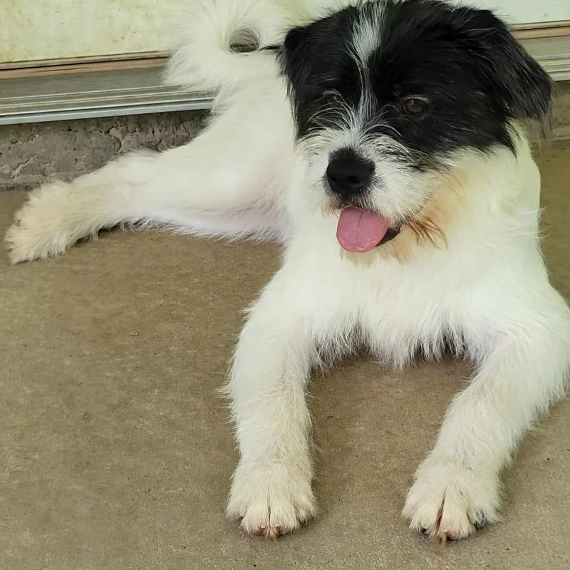 Pippa thumbnail 3
