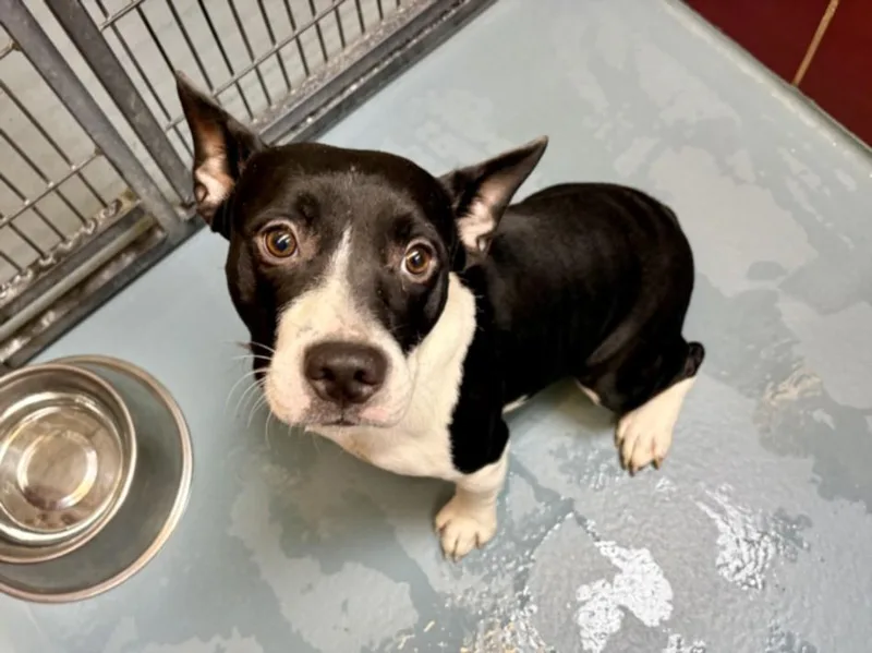 A young small-sized male Cardigan Welsh Corgi dog named Stewie for adoption in Houston, TX