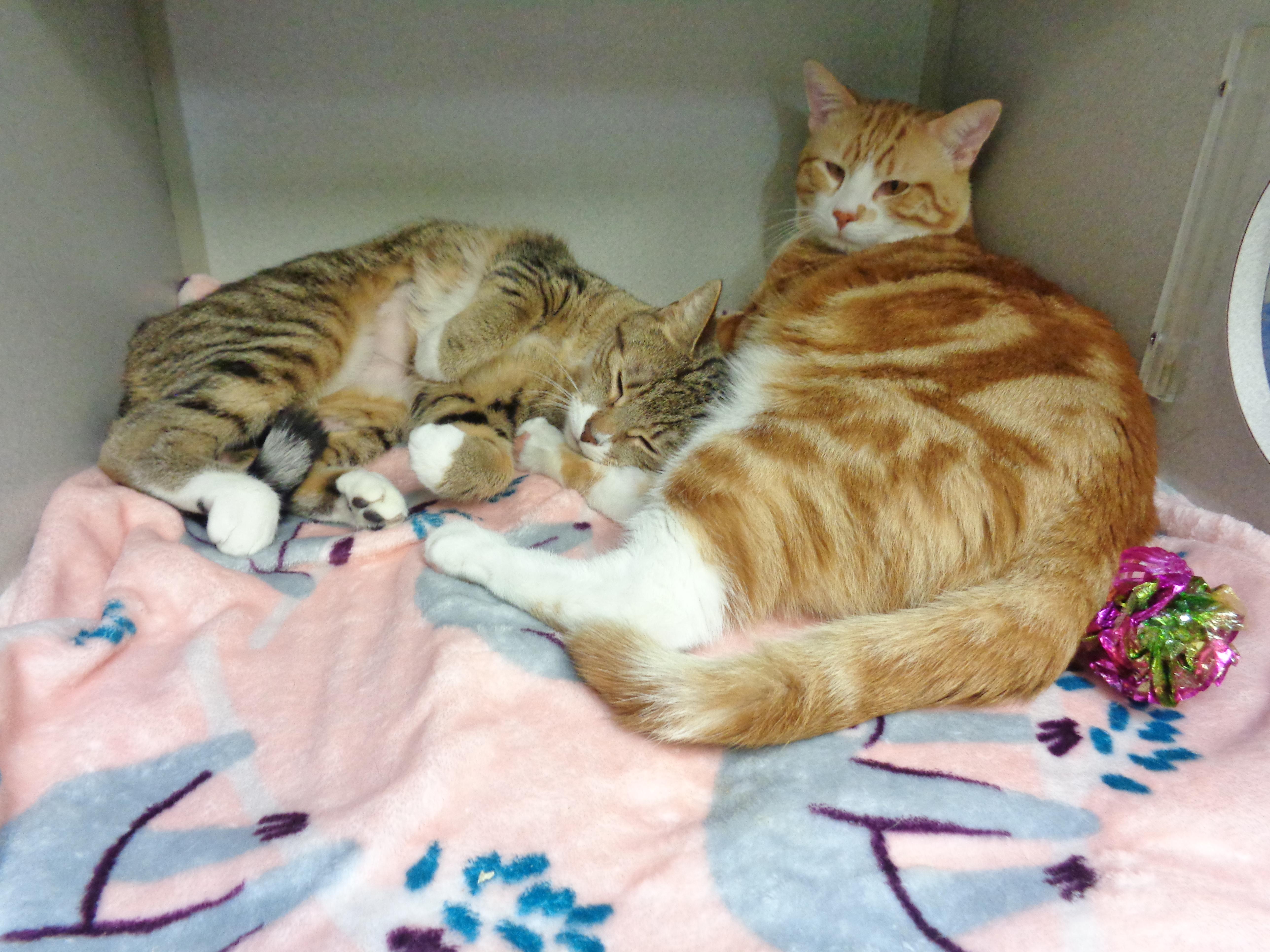 An adult large-sized male Orange & White Tabby cat named Persimmon for adoption in Delhi, NY