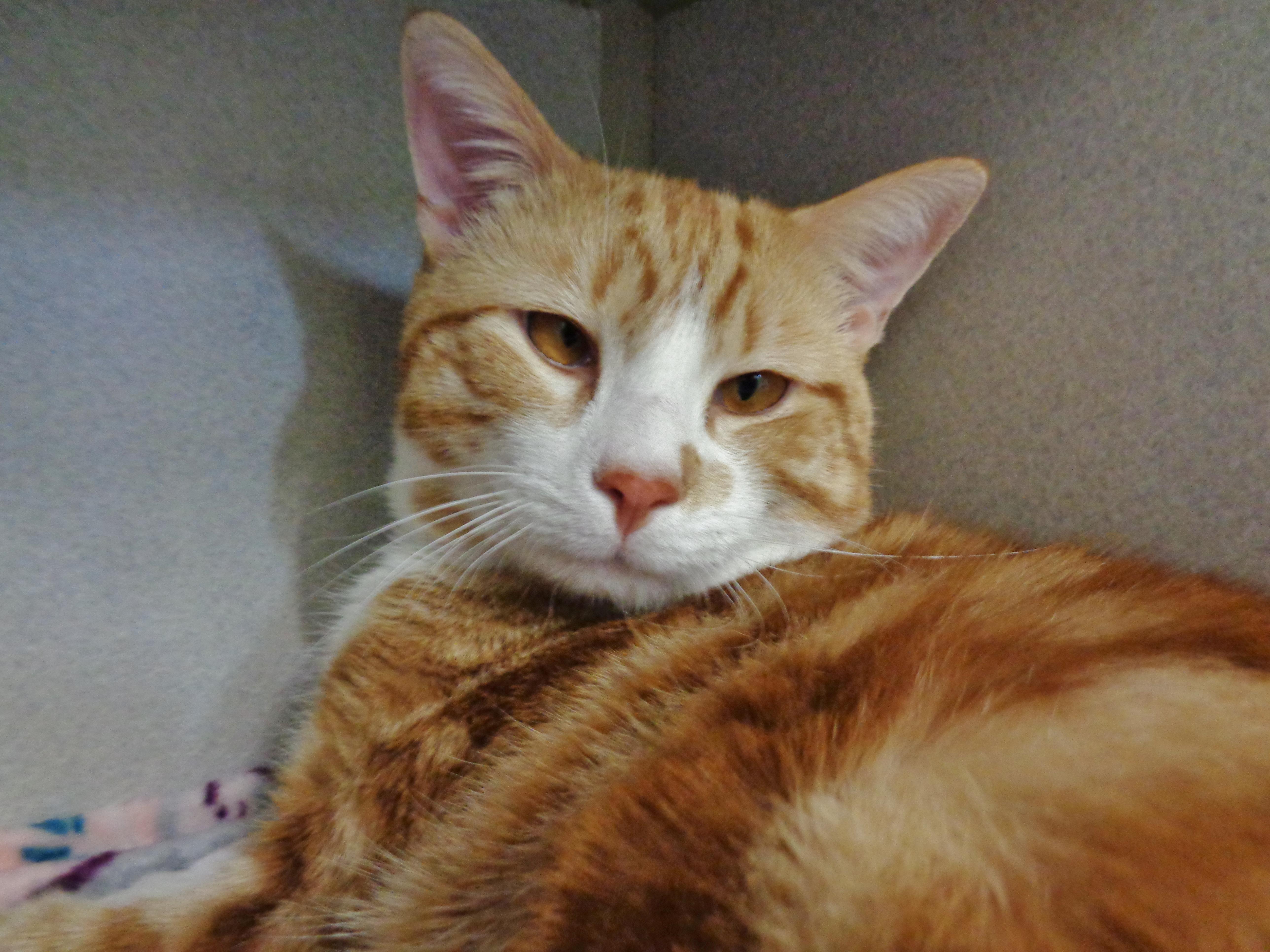 Persimmon thumbnail 5