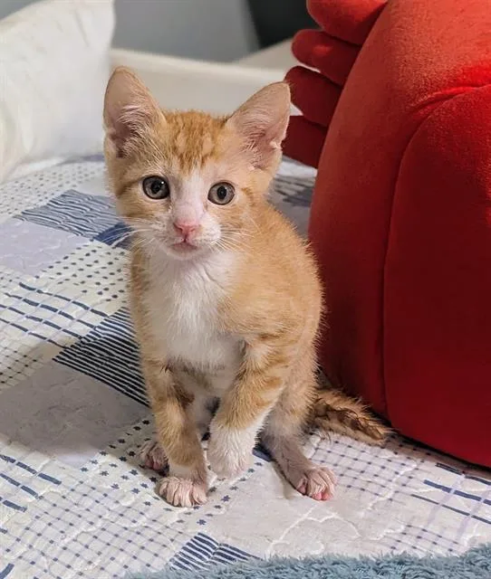 A baby small-sized female Domestic Short Hair cat named Bailey for adoption in Tustin, CA