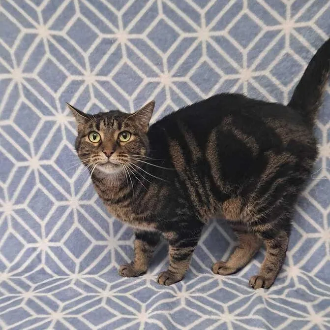 A young medium-sized male Tabby (Brown / Chocolate) Domestic Short Hair cat named Marco for adoption in Valdosta, GA