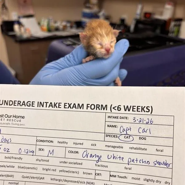 A baby small-sized male Orange / Red Domestic Short Hair cat named Captain Carl for adoption in Tempe, AZ