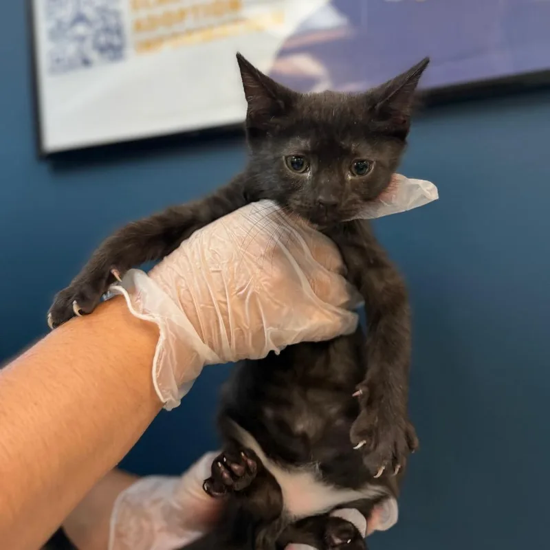 A baby small-sized female Black Domestic Short Hair cat named Flopsy for adoption in Newark, NJ