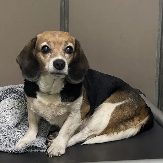 A senior small-sized female Beagle dog named Lilly for adoption in Verona, VA