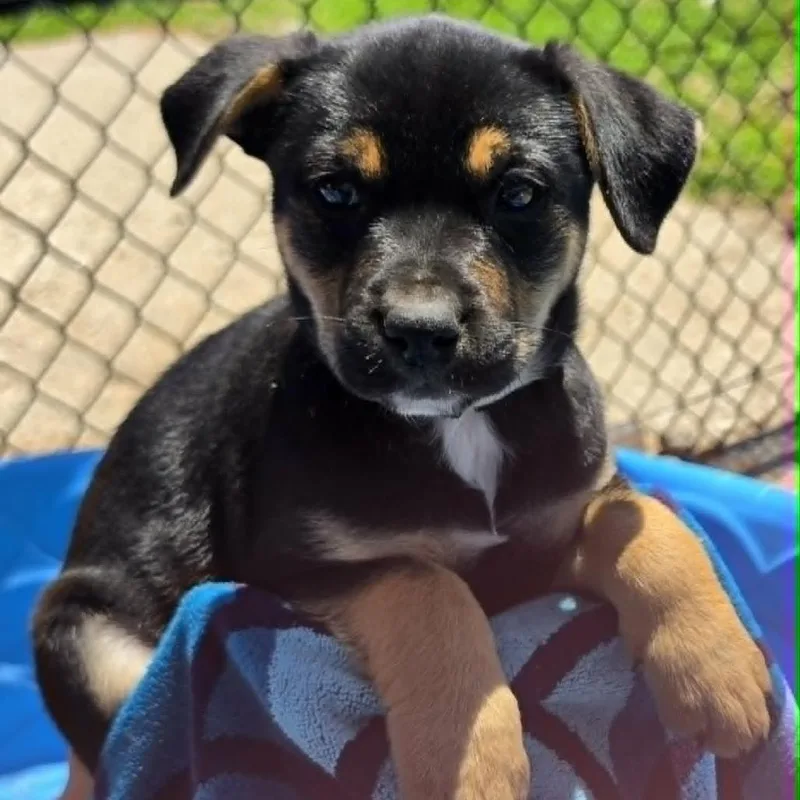 A baby large-sized female Black German Shepherd Dog dog named Pat Benatar for adoption in Olathe, KS