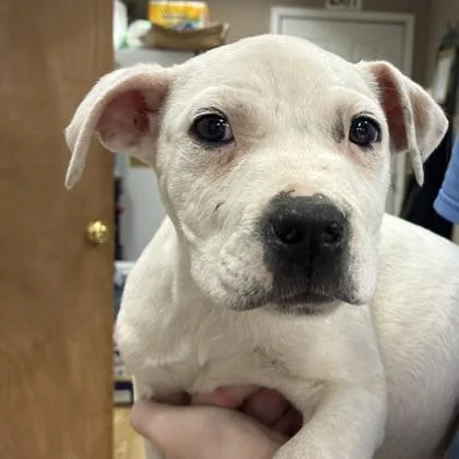 A baby small-sized female Mixed Breed dog named Frappe for adoption in West Chester, PA