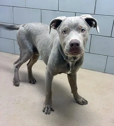 An adult medium-sized male Gray / Blue / Silver Mixed Breed dog named Kickstand for adoption in Nashville, TN