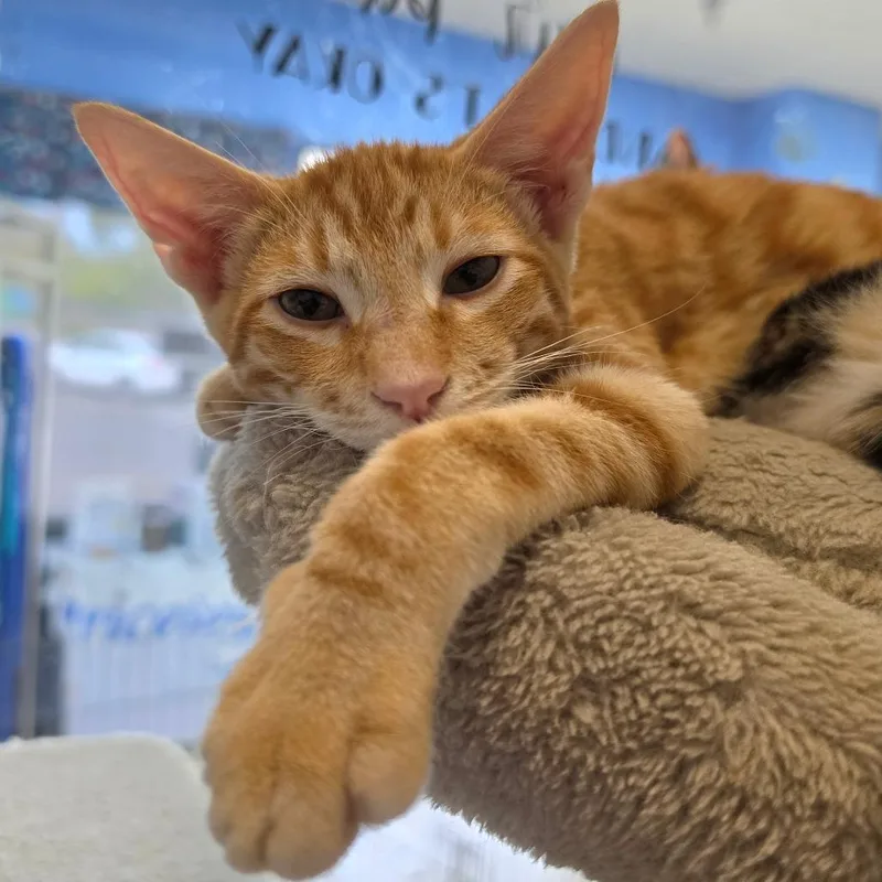 A baby small-sized male Orange / Red Domestic Short Hair cat named Leo Chino Hills for adoption in Chino Hills, CA