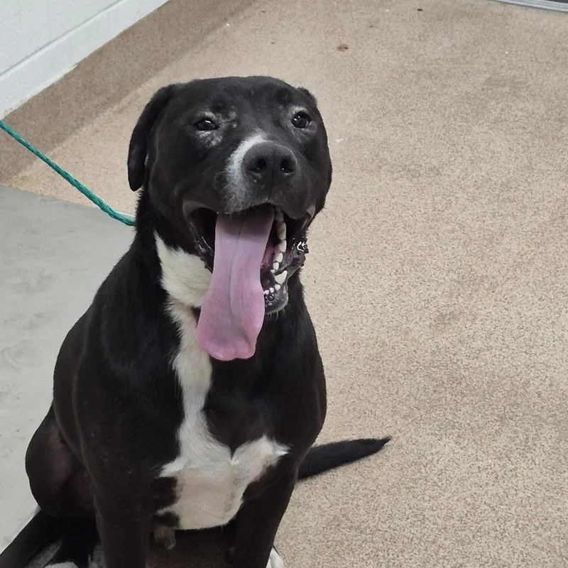 An adult large-sized male Pit Bull Terrier dog named Snake for adoption in Ardmore, OK