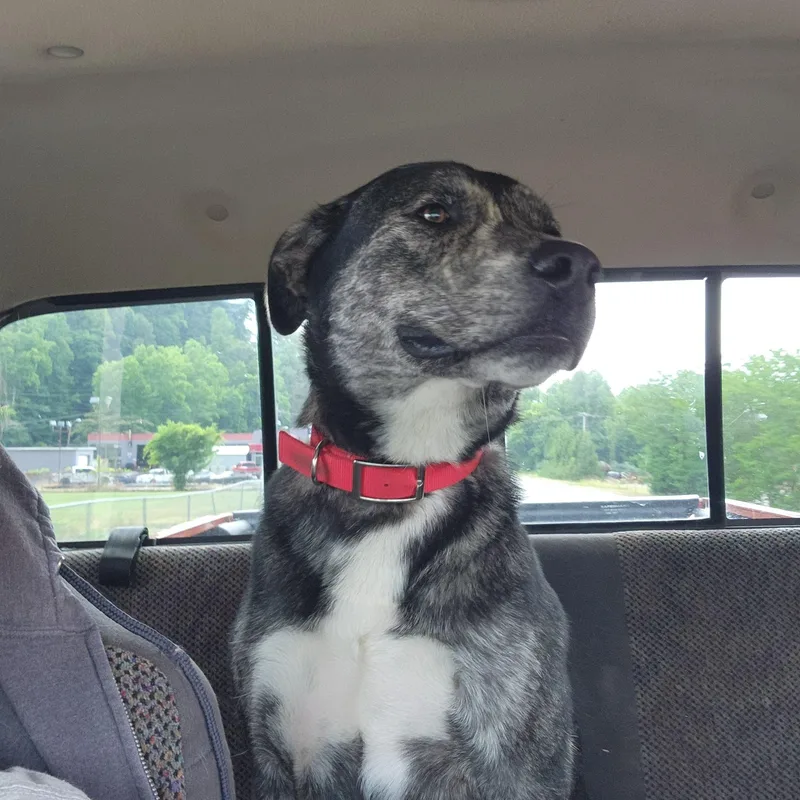 A young large-sized male Brindle Alaskan Malamute dog named Timber for adoption in Stuart, VA