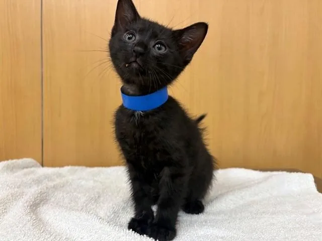 A baby small-sized male Domestic Short Hair cat named Marcus for adoption in Saint Louis, MO