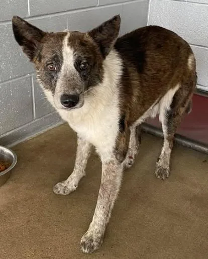 An adult medium-sized male Cattle Dog dog named Bar Ditch for adoption in Lampasas, TX