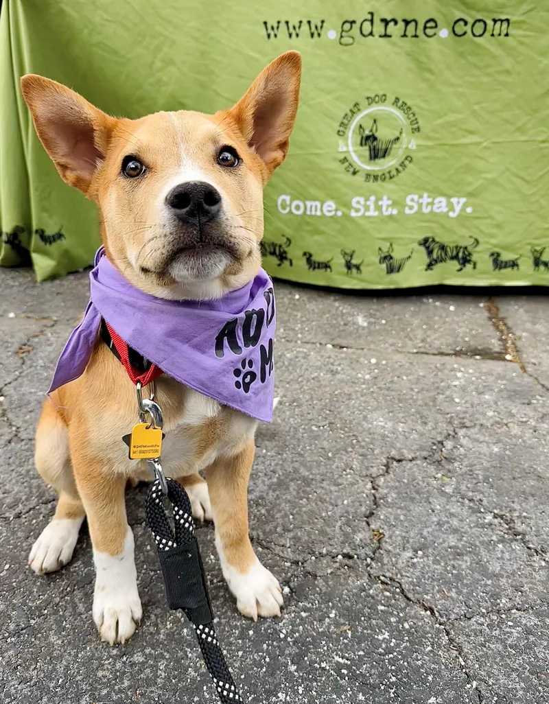 Scotch Spirits  Local thumbnail 2