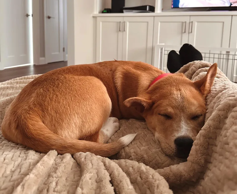 Scotch Spirits  Local thumbnail 3