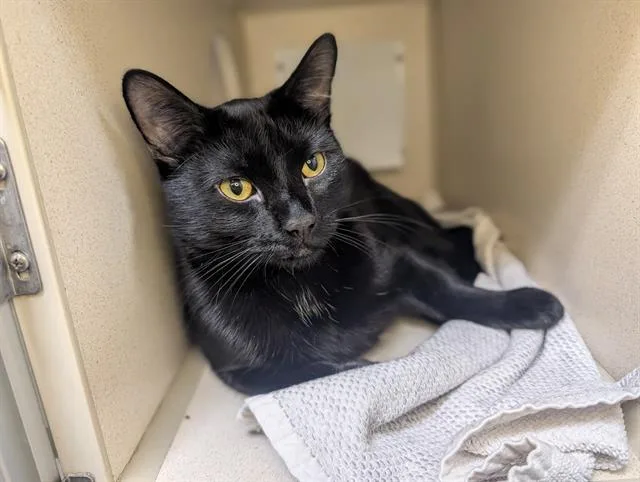 A young small-sized male Domestic Short Hair cat named Pete for adoption in Denver, CO