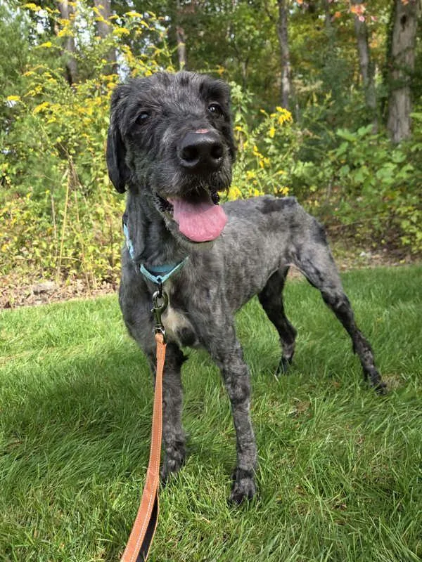An adult large-sized female Labradoodle dog named Roxy for adoption in Millersville, MD