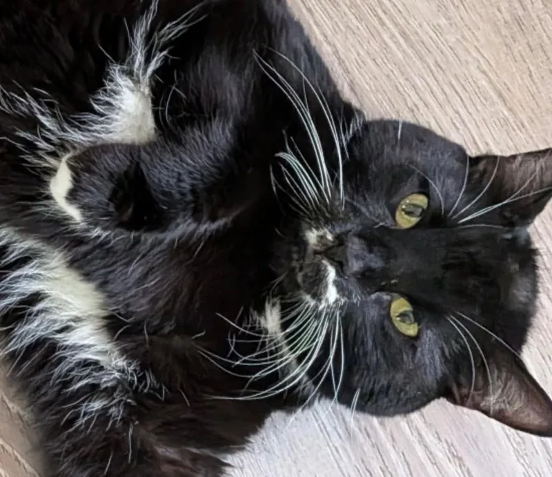 An adult small-sized male Domestic Short Hair cat named Boris for adoption in Gorham, ME