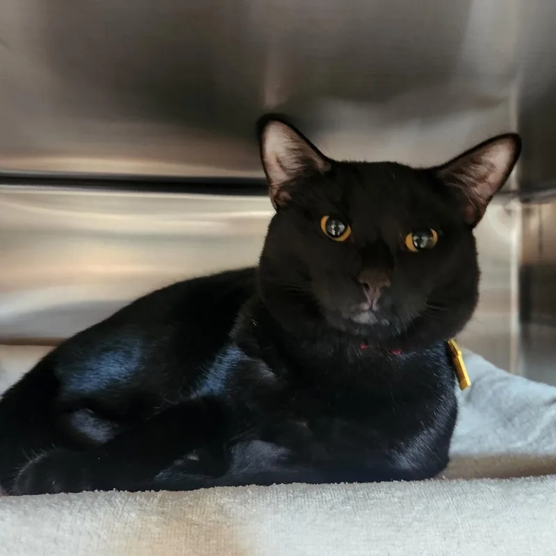 A young small-sized male Black Domestic Short Hair cat named Miraxis for adoption in Springfield, MA