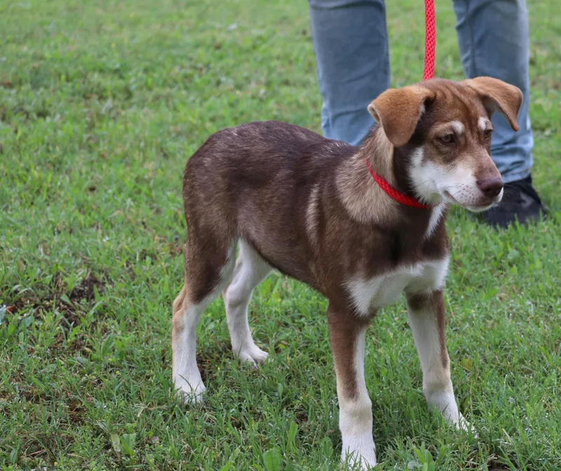 A young medium-sized female Tricolor (Brown, Black, & White) Terrier dog named Freyja for adoption in Pflugerville, TX